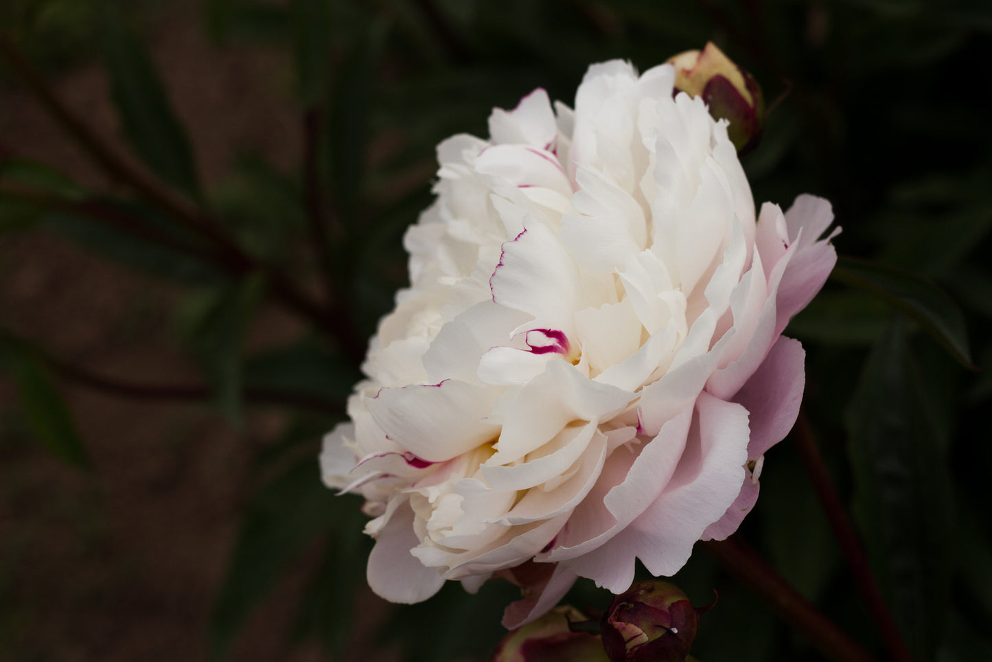 Ave Maria peony - Brooks Gardens peony farm