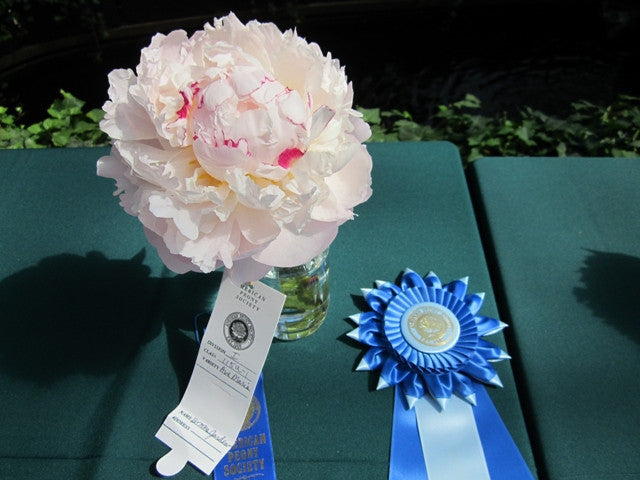 Ave Maria - Brooks Gardens Peonies 