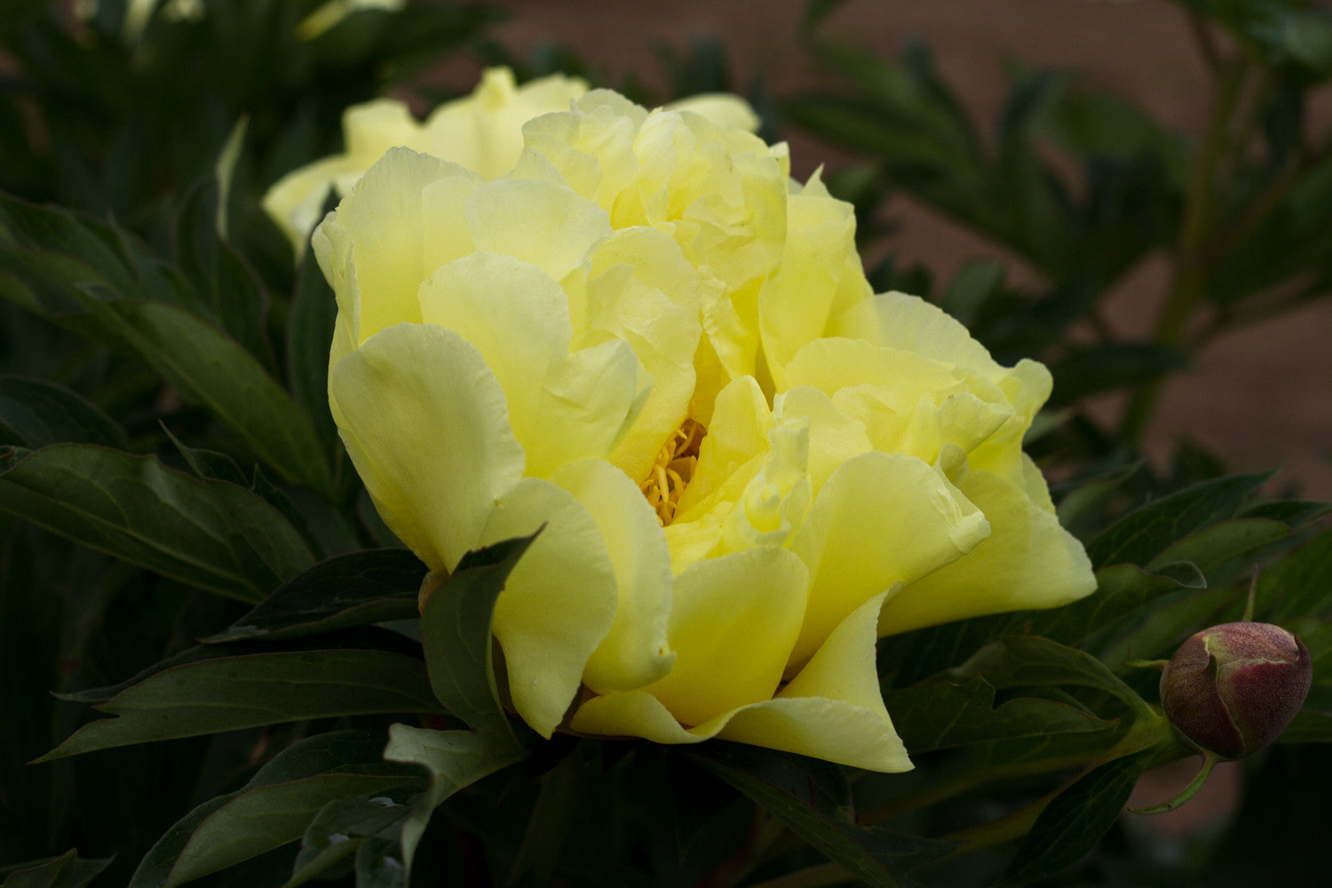 Bartzella Itoh peony - photo © Brooks Gardens, Oregon 