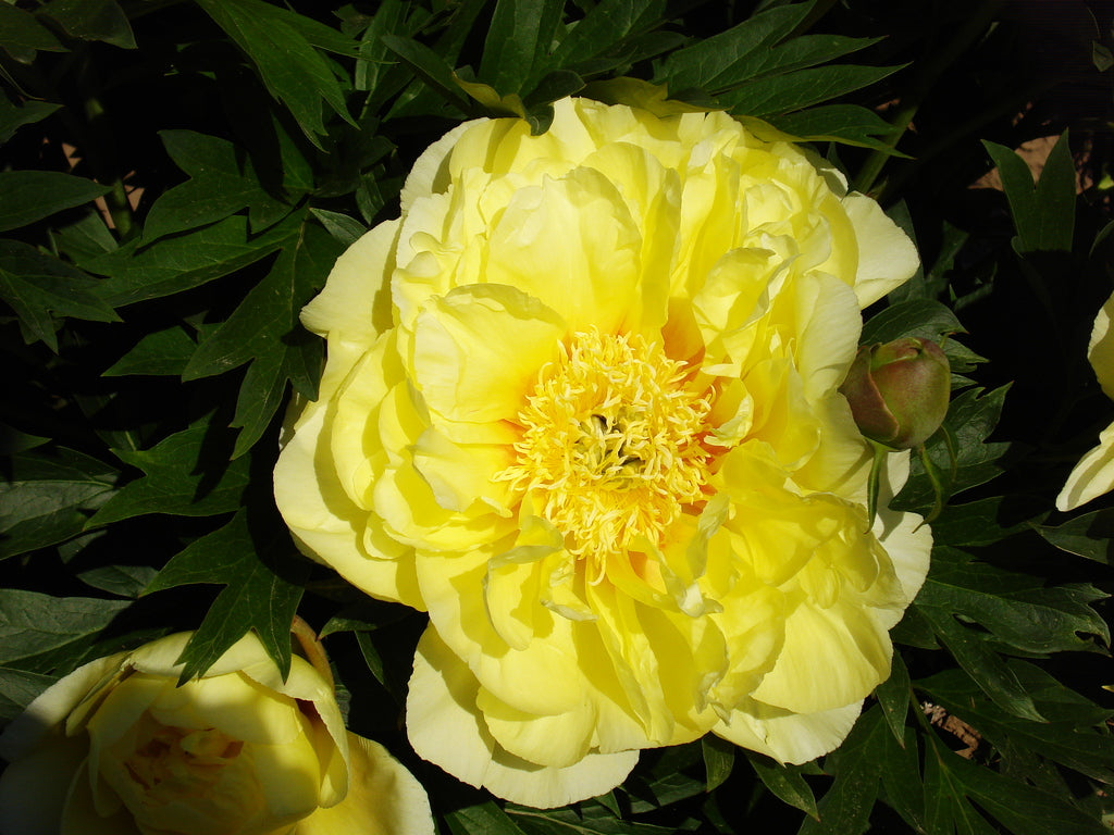 yellow peony Bartzella Itoh Intersectional - photo©Brooks Gardens, Oregon 