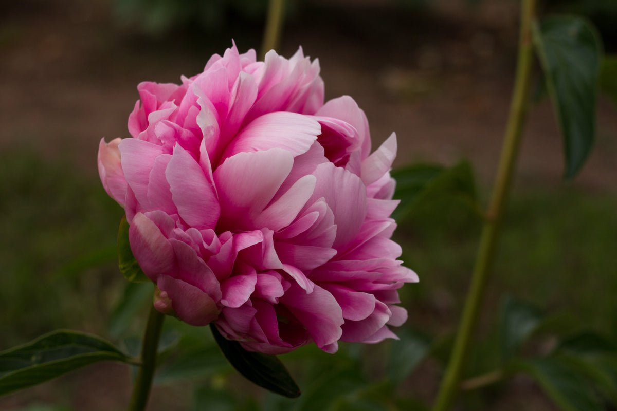 Bess Bockstoce peony photo©Brooks Gardens, Oregon