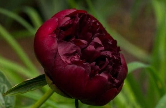 Black Swan