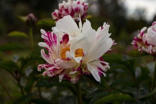 Blitz Tort peony photo ©Brooks Gardens, Oregon