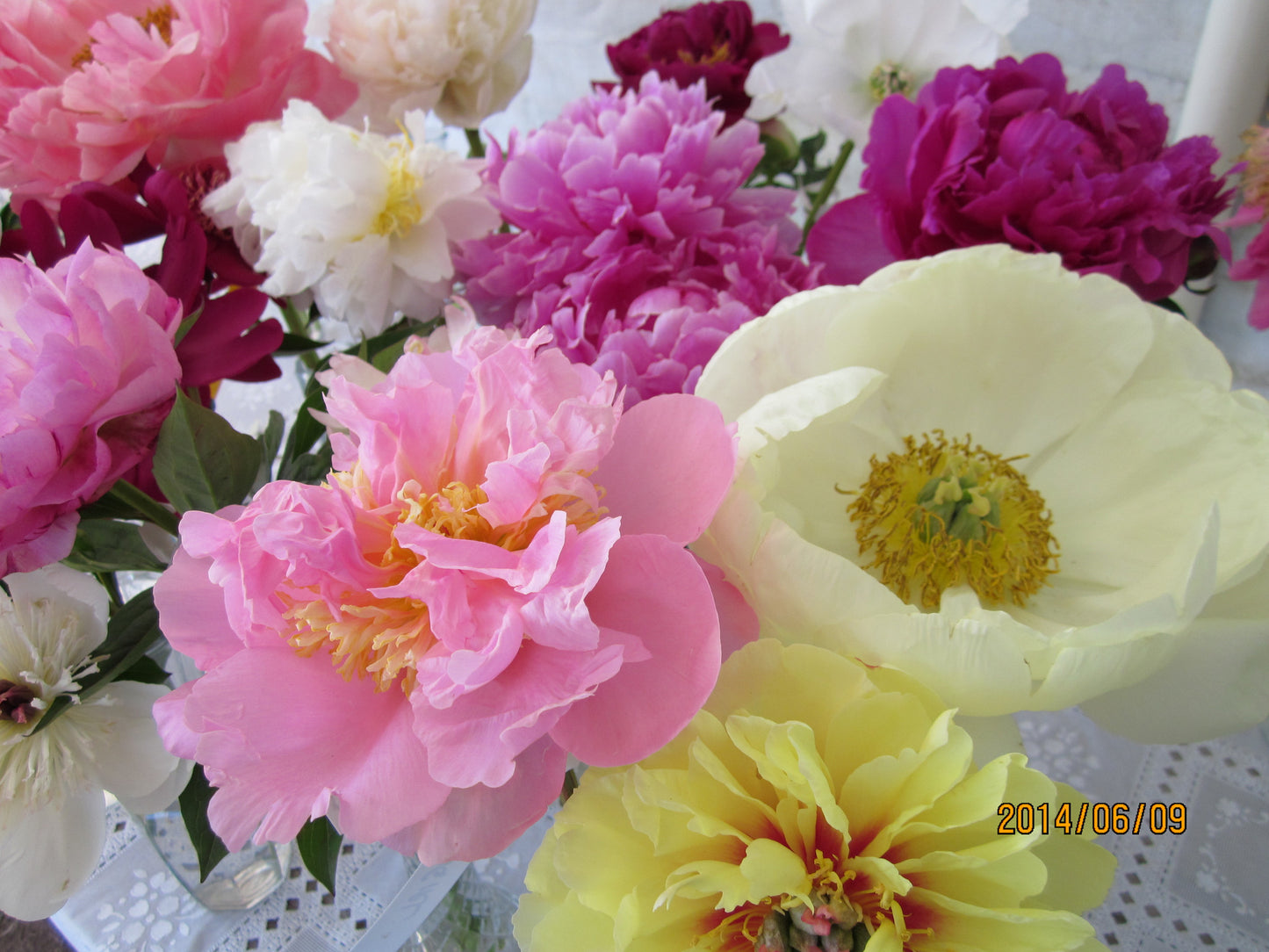 Gift Cards - Brooks Gardens Peonies 