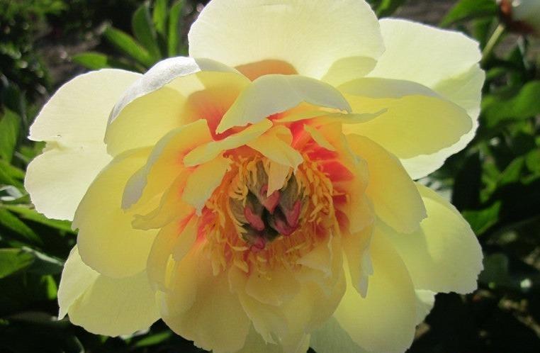 Border Charm yellow Itoh peony plants roots for sale at Brooks Gardens, Oregon