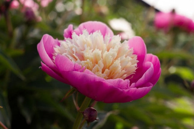 fragrant favorite peony Bowl of Beauty pink and white. Plants and roots for sale at Brooks Gardens Peonies 