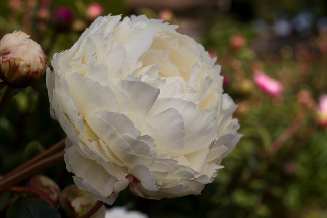 Bowl of Cream best white peony photo ©Brooks Gardens, Oregon
