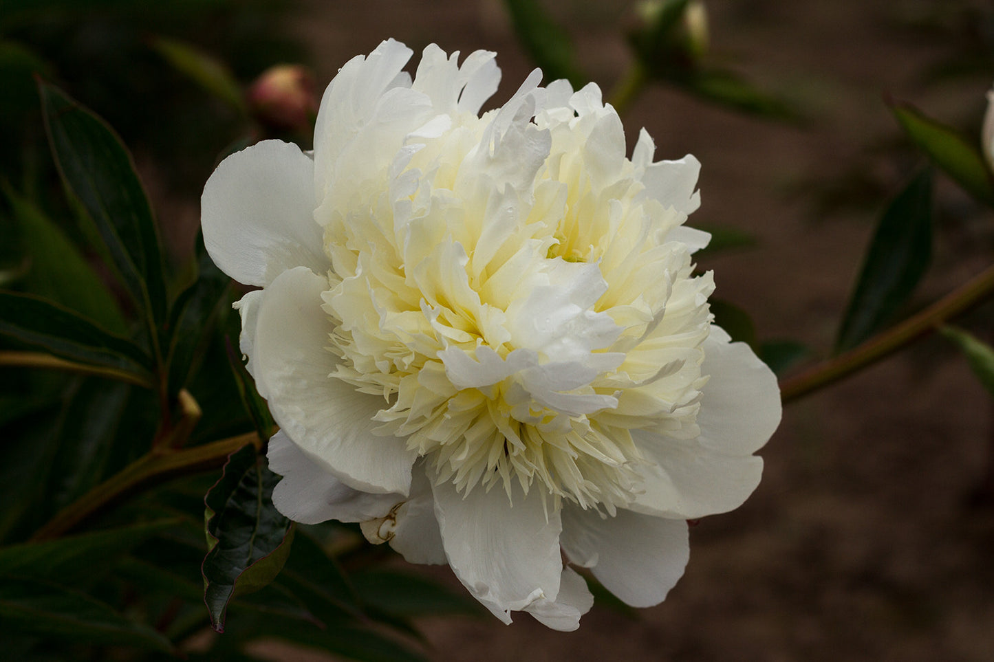 Bridal Gown - Brooks Gardens Peonies 