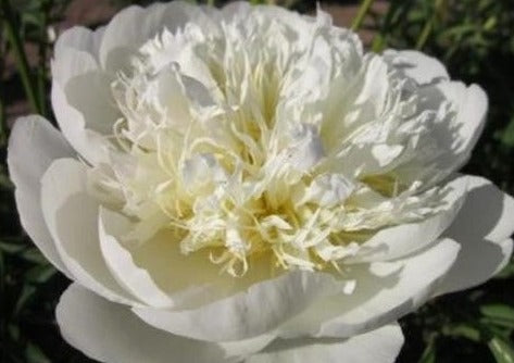 Bride's Dream peony - Brooks Gardens Peonies 