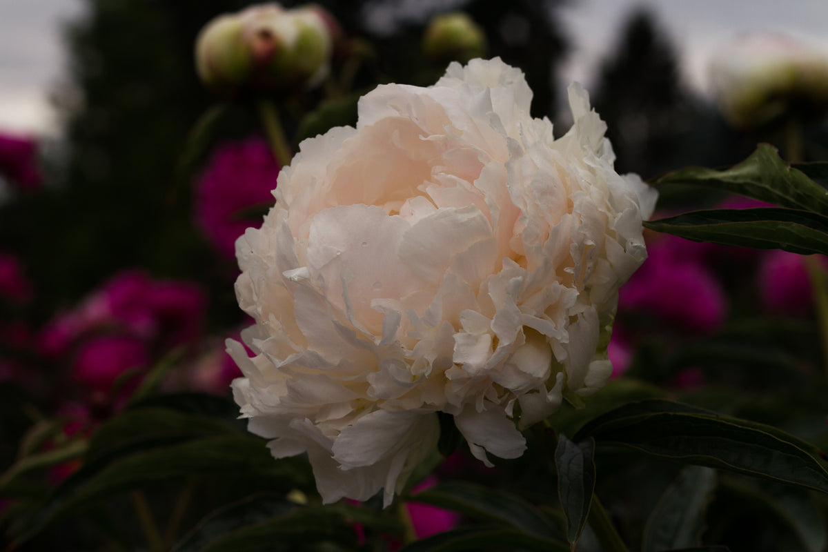 Brother Chuck double white peony Brooks Gardens 