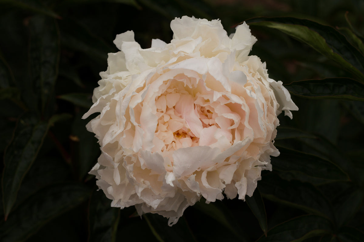 Brother Chuck peony photo © Brooks Gardens