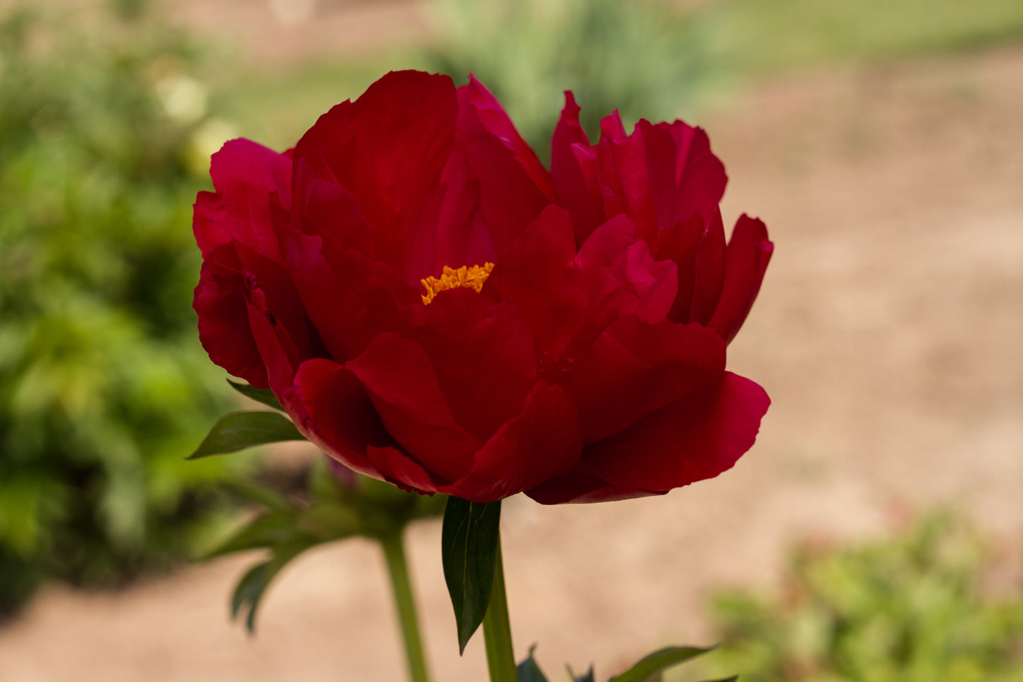 Carina peony - photo © Brooks Gardens, Oregon