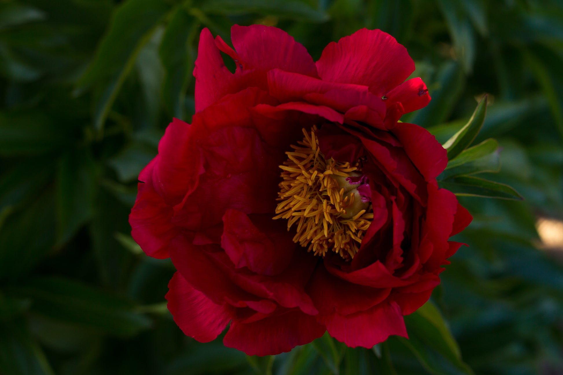 Carina red peony - photo © Brooks Gardens, Oregon