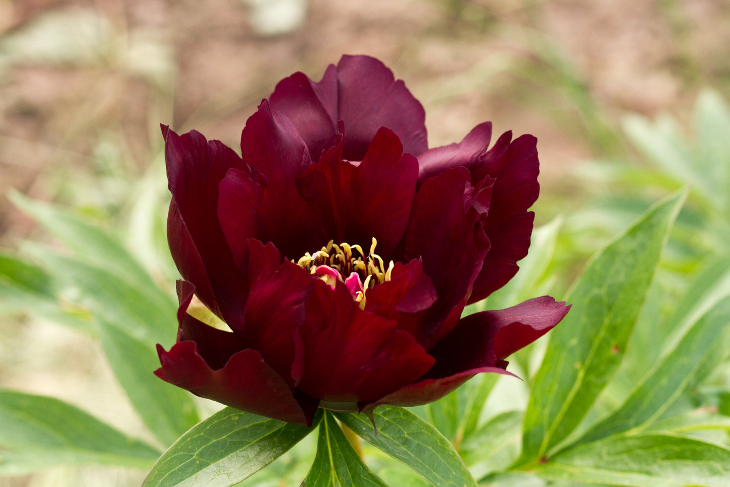 dark red semi double Itoh peony Chief Black Hawk. Roots for sale at Brooks Gardens Oregon peony farm. 