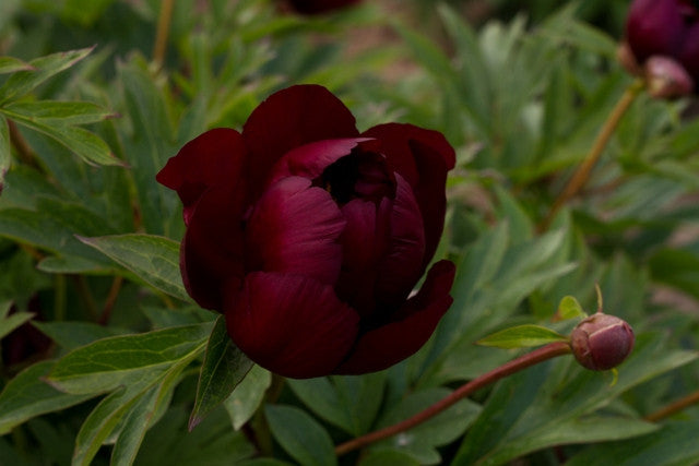 Chief Black Hawk Itoh peony - photo ©Brooks Gardens, Oregon