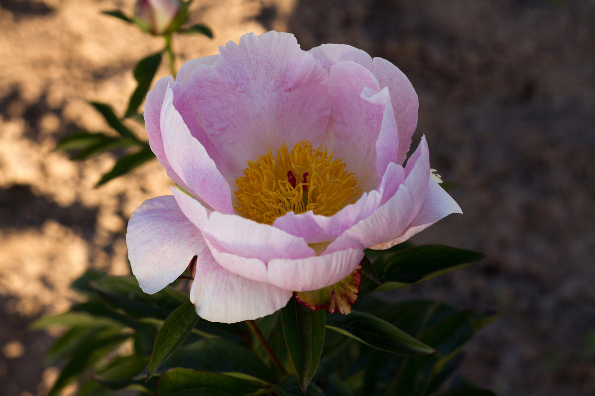 Chiffon Clouds pink peony – Brooks Gardens Peonies