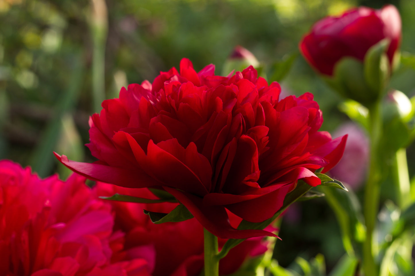 Best full red double peony Christmas Velvet. Plants and roots at Brooks Gardens Oregon peony farm.