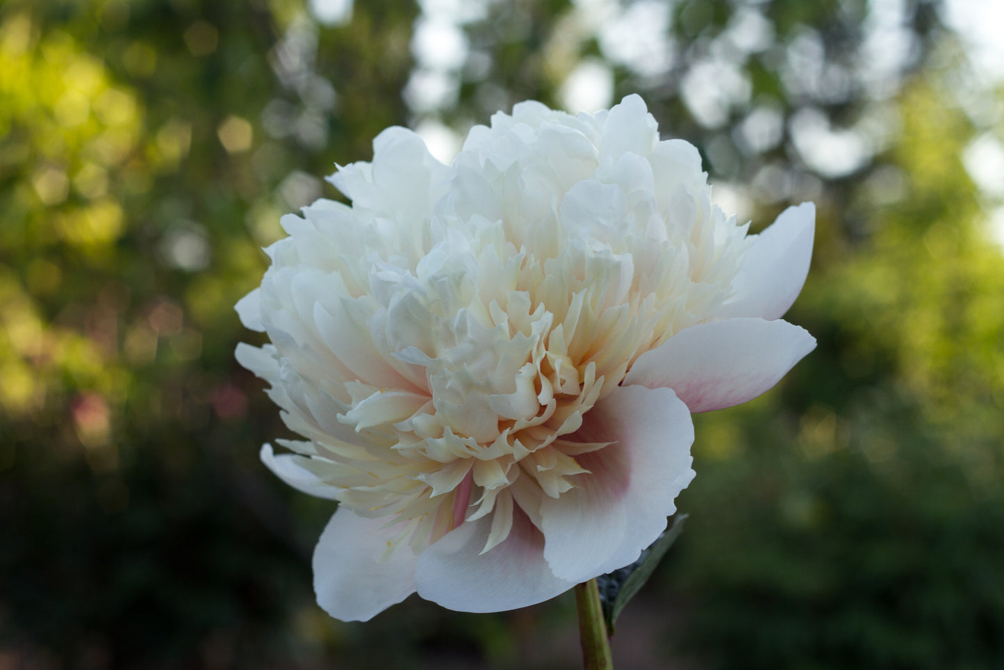 Colonel Owen Cousins - photo © Brooks Gardens, Oregon