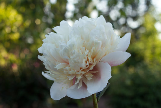 Colonel Owen Cousins - photo © Brooks Gardens, Oregon