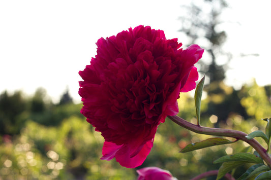Command Performance fragrant very big dome bomb style red peony. Photo ©Brooks Gardens