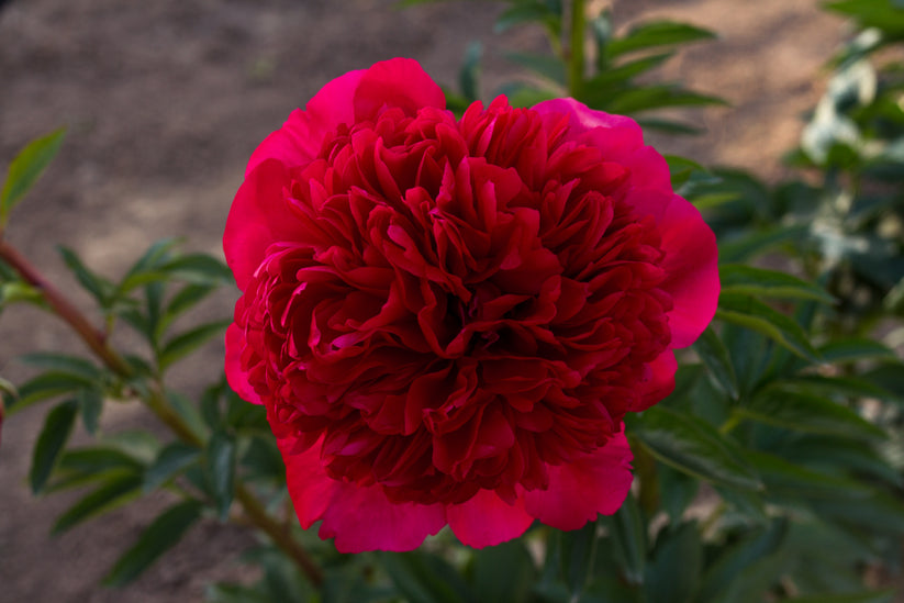Command Performance Peony Roots Peony Command Performance roots for sale – Brooks Gardens Peonies