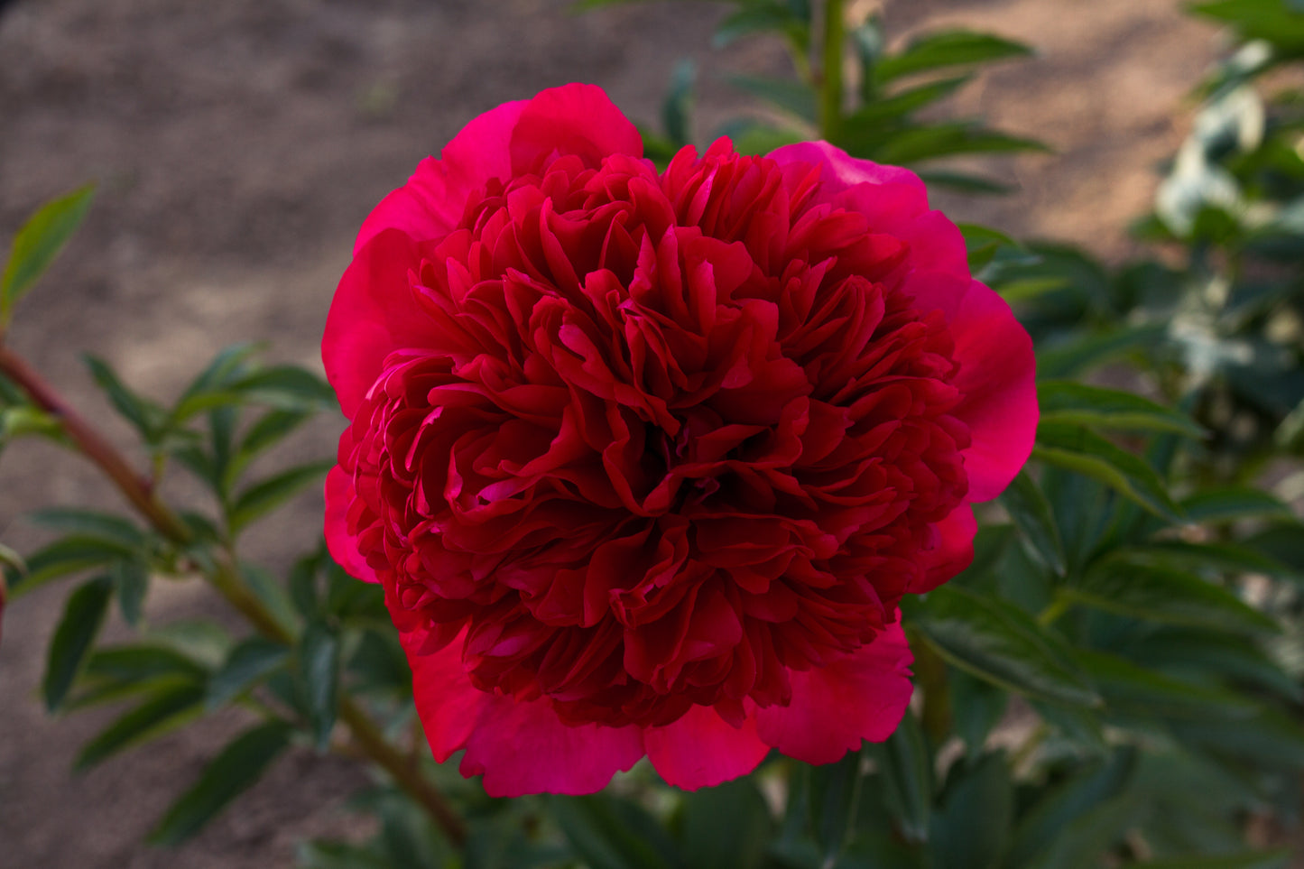 Command Performance red peony - photo ©Brooks Gardens