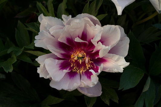 Cora Louise intersectional white and purple peony  exceptional beauty