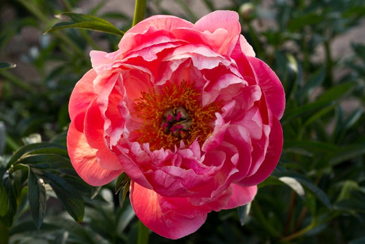 peony Coral Charm big semi double flowers