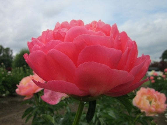 Coral Sunset peony  petals of coral orange softening to peach apricot cream - photo©Brooks Gardens, Oregon 