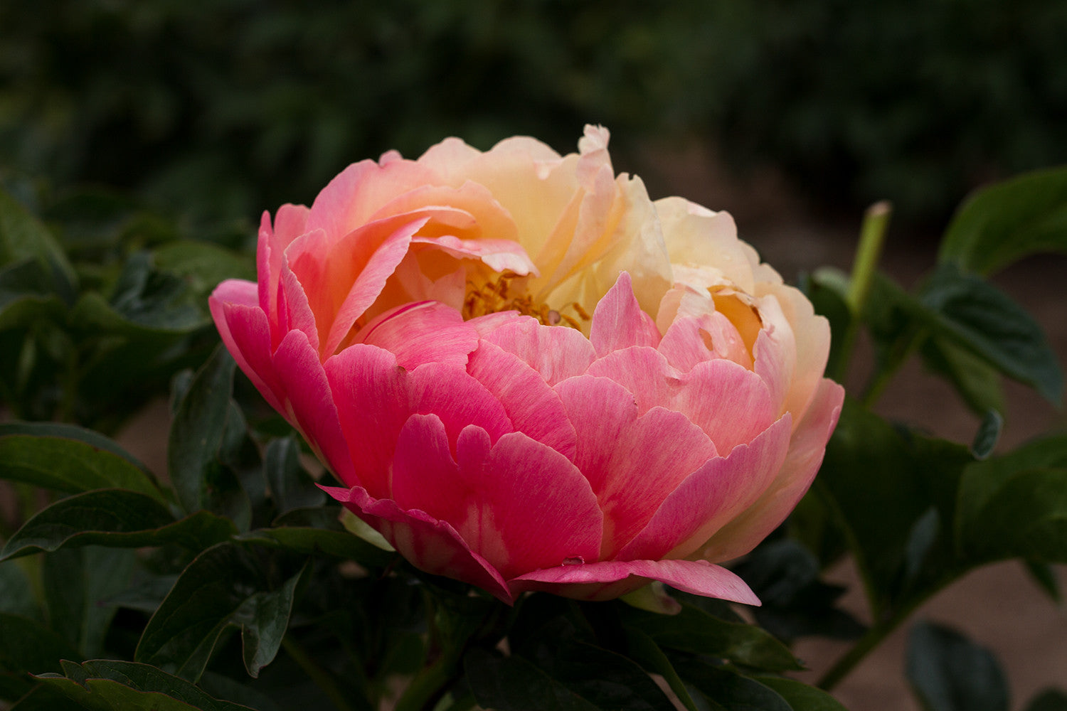 Coral Sunset peony orange coral fades to apricot peach flowers 