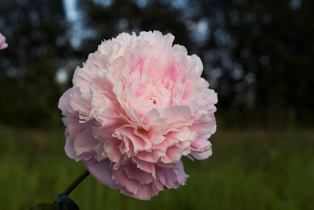Cornelia Shaylor - Brooks Gardens Peonies 