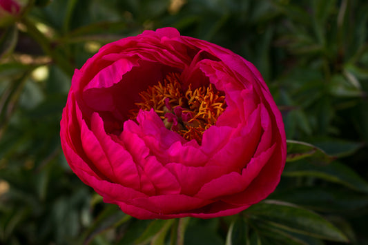 Cytherea peony bright pink Saunders variety