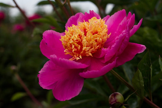 peony Doreen - Brooks Gardens Peonies 