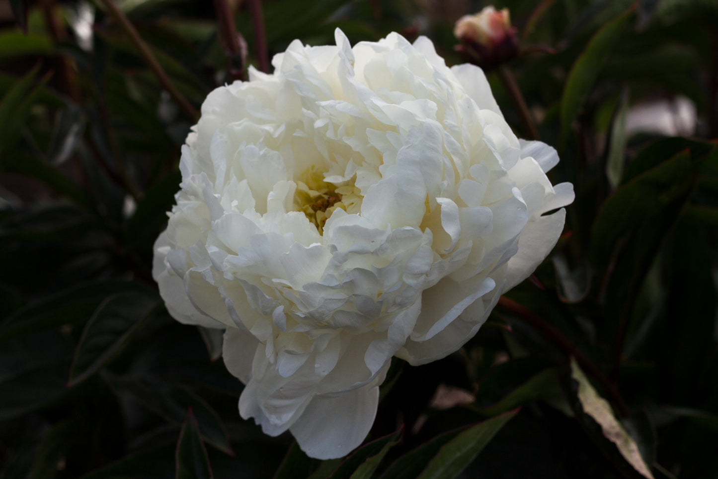 Duchesse de Nemours full fluffy double white fragrant peony roots and plants at Brooks Gardens Peonies 