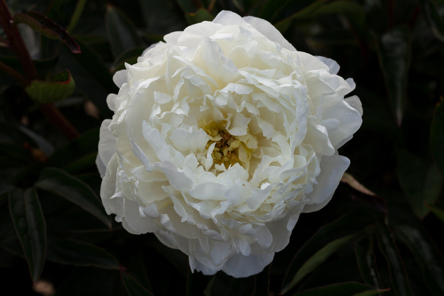 Fluffy, fragrant, white peony Duchesse de Nemours 