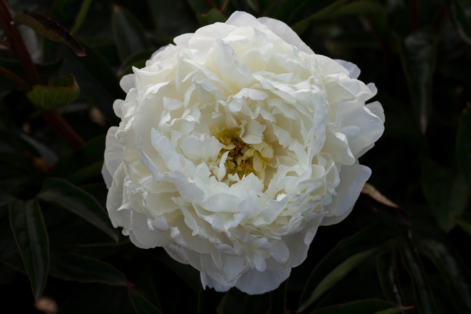 Fluffy, fragrant, white peony Duchesse de Nemours 