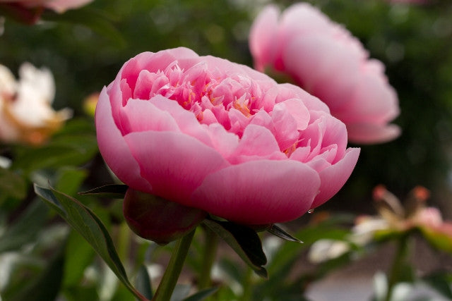 Etched Salmon - Brooks Gardens Peonies 