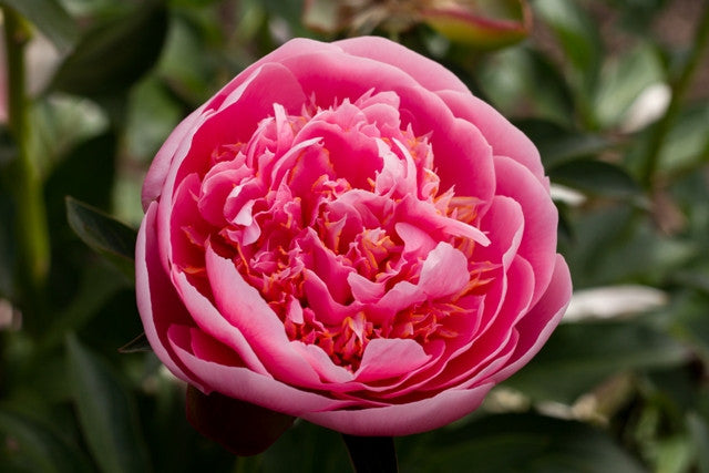 Etched Salmon - Brooks Gardens Peonies 