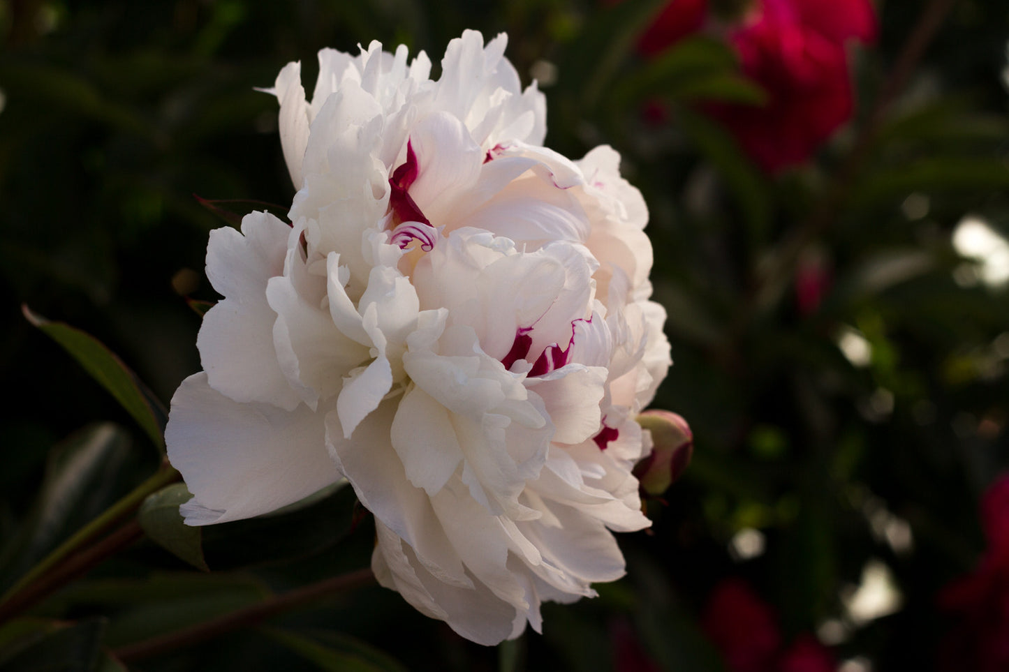Festiva Maxima peony - photo©Brooks Gardens, Oregon 