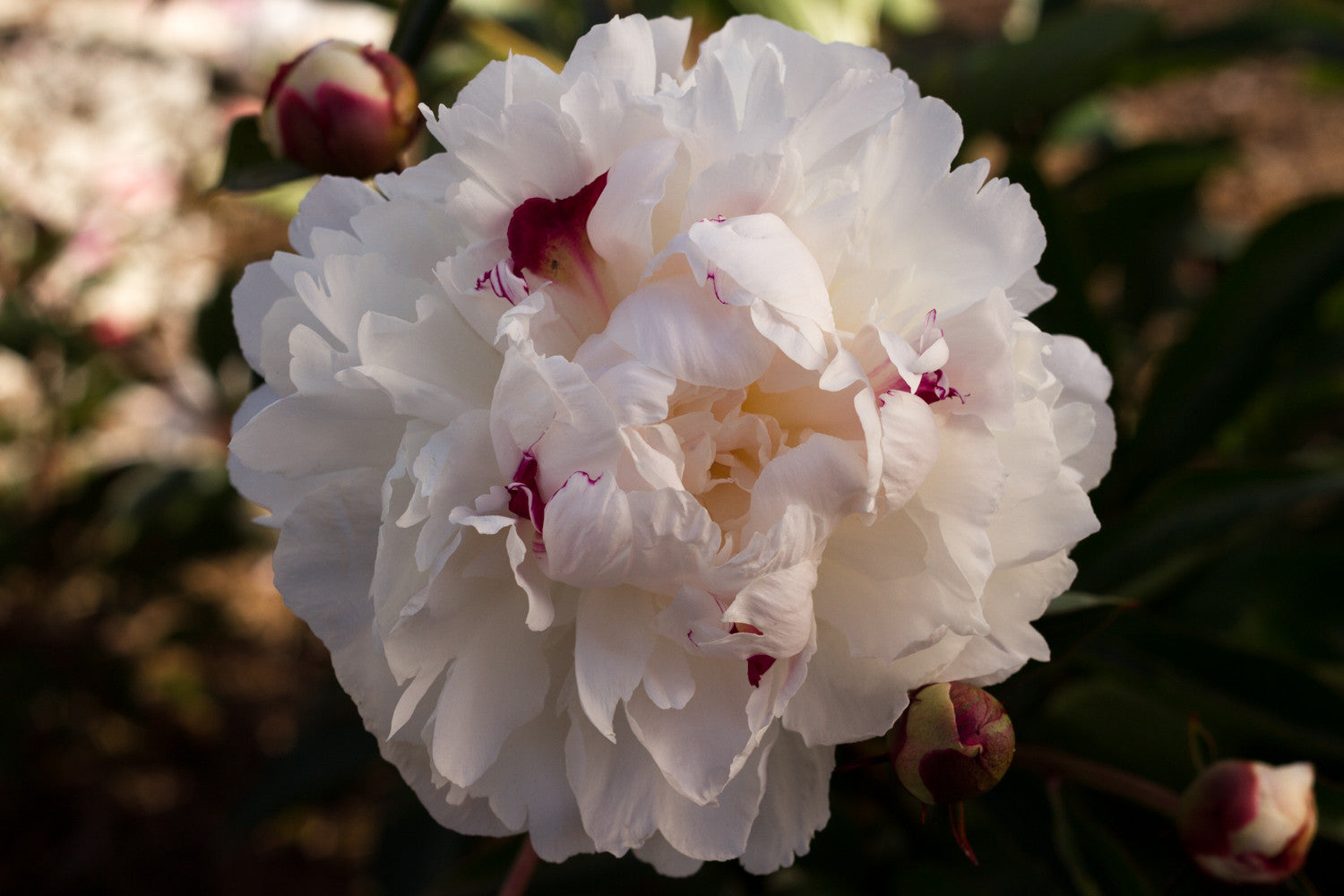 Old fashioned heirloom double white fragrant peony Festiva Maxima plants roots for sale at the farm or online. Photo©Brooks Gardens, Oregon 