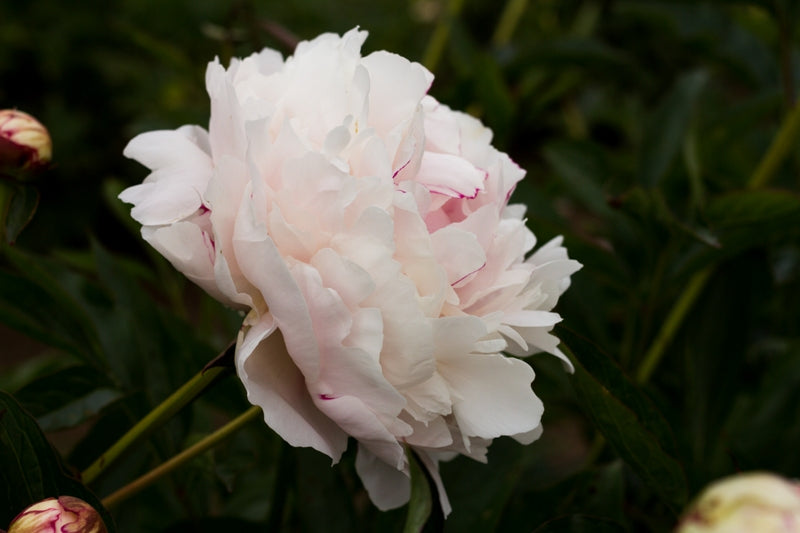  Frances Willard peony - photo©Brooks Gardens, Oregon 