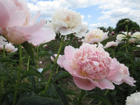 Leona Weinberger - Brooks Gardens Peonies 