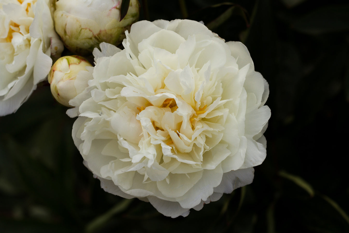 Fringed Ivory peony - photo©Brooks Gardens, Oregon 