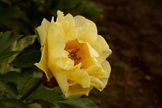 yellow fragrant peony Garden Treasure roots at Brooks Gardens