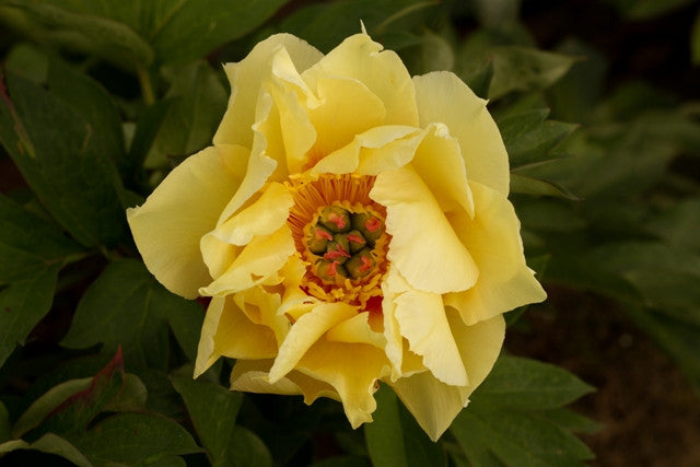 Garden Treasure Itoh peony - photo ©Brooks Gardens, Oregon Peonies 