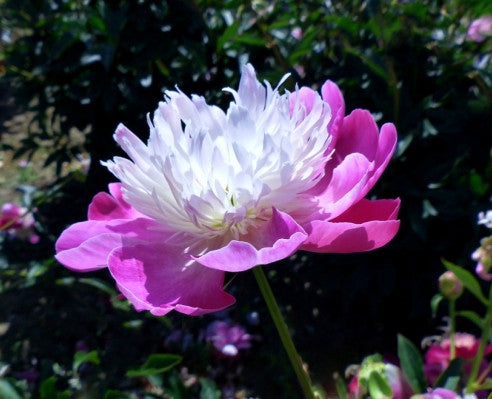 Gay Paree - Brooks Gardens Peonies 