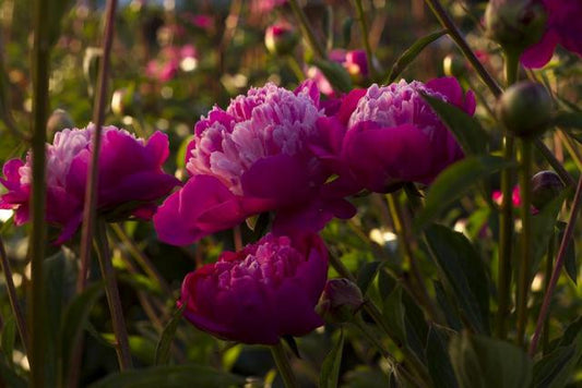 Gay Paree pink peonies at Brooks Gardens Peonies 