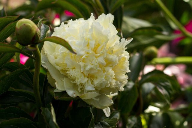 Gorgeous full double bomb style yellow Goldilocks peony. Roots and plants for sale at Brooks Gardens Peonies 