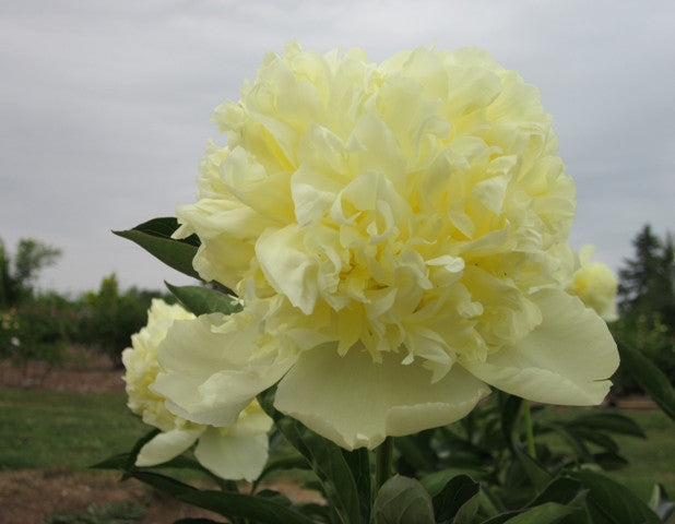 Goldilocks best yellow peony - Brooks Gardens Peonies 