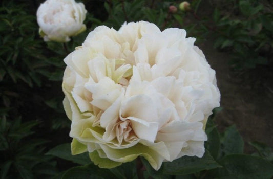 Full double white early peony Greenland, roots and plants for sale at our Brooks Oregon peony farm.